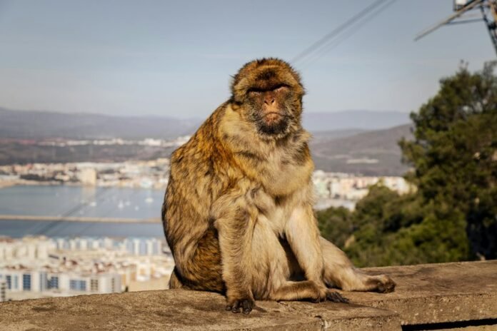 tvs com advantages and guide