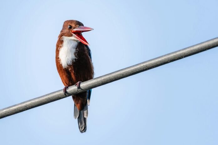 complaint about call behavior