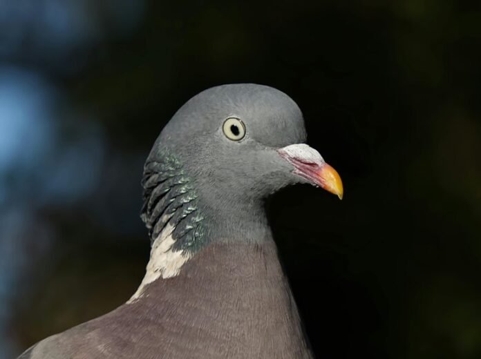 contact background information guide